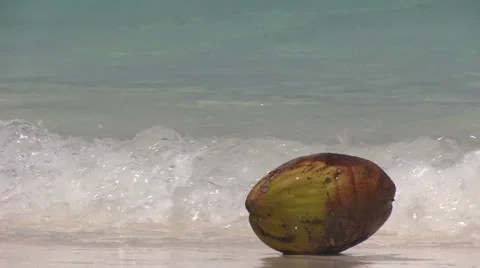 Maldives - coconut on the beach Stock Footage 35210560