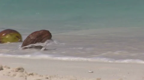 Maldives - coconuts on the beach Stock Footage 35210340