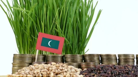 Maldives flag with stack of money coins and piles of wheat and rice seeds Stock Footage 71984356