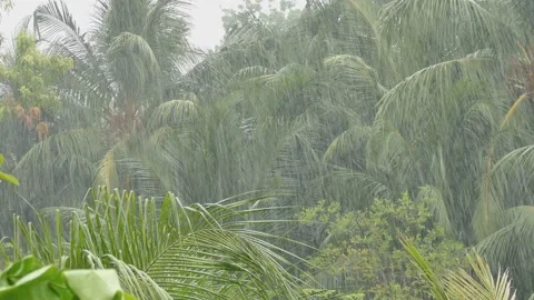 Maldives - heavy strom with rain, rainforest, rainy season, UHD 4K Stock Footage