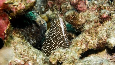 Maldives Moray 2 Stock Photos