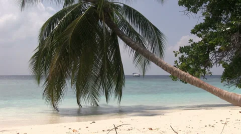 Maldives - Palm tree on a beach Stock Footage 34972605