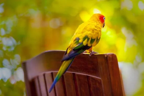 Maldives, a parrot bird Stock Photos