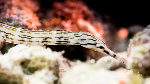 Maldives Pipefish Stock Photos