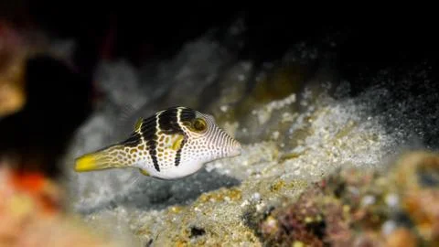 Maldives Puffer Fish Stock Photos