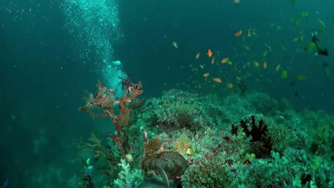 Maldives rich underwater ecosystem is re... | Stock Video | Pond5