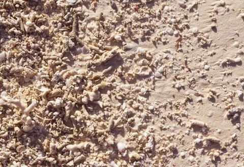 Maldives sand background with shells corals. Stock Photos