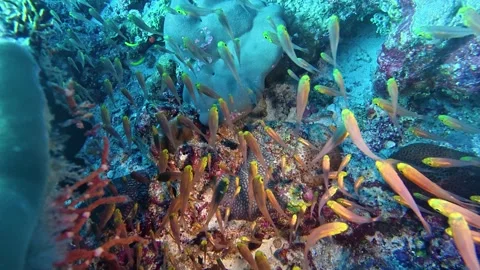 Maldives underwater 4K tiny fish video Stock Footage 346573944