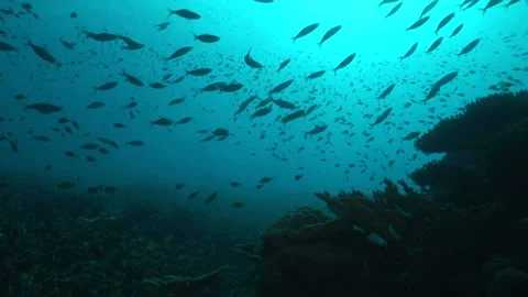 Maldives Underwater Scenery Stock Footage 332774976
