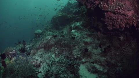 Maldives underwater view of fish and corals is dream come true for any nature. Stock Footage 246323857