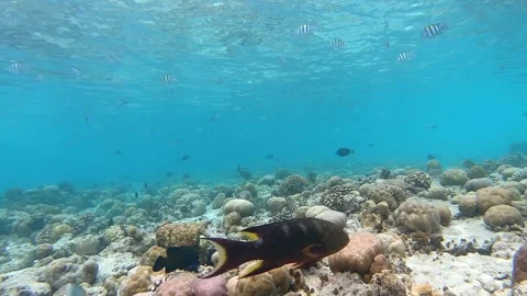 Maldives underwater world with close up Variola louti and Peacock grouper fishs  Stock Footage 314659059