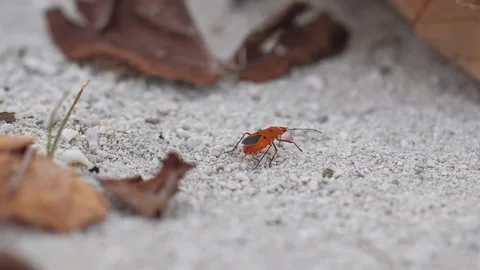 Maldivian bug crawling on the sand on the beach Stock Footage 183019779