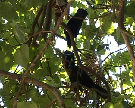 Maldivian Crows Vídeo Stock 93781