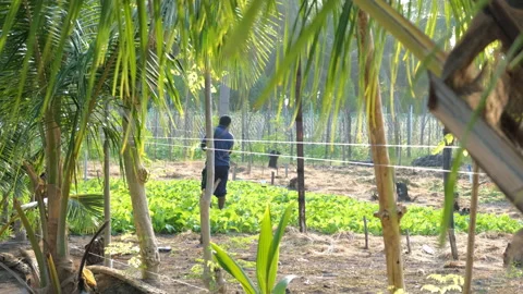 Maldivian farmer working in the garden plot Vídeos de archivo 239186262