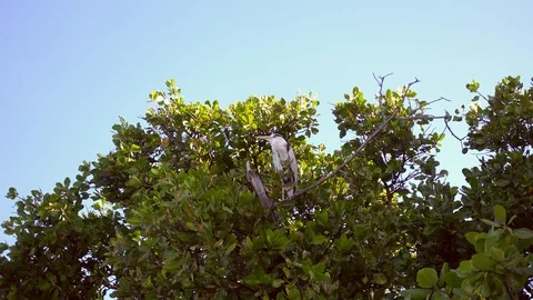 Maldivian grey heron sitting on a tree. Maldives, 4K Stock Footage 129095482