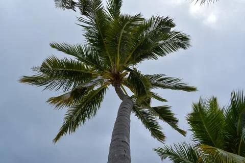 Maldivian palms tree Stock Photos