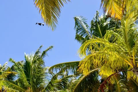 Maldivian palms tree Stock Photos