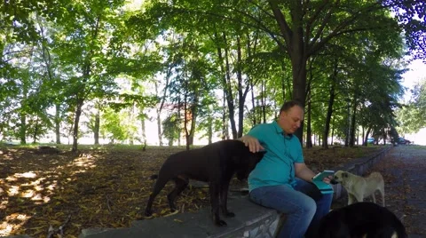 Male 40-50 years old in the park reading an e-book and petting stray dogs. Stock-Footage 53798853