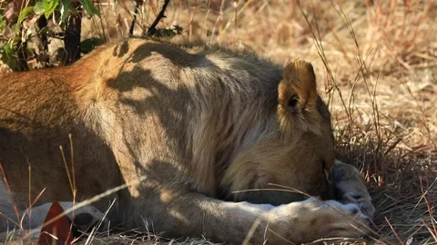 Male adolescent lion grooming self near Zimbabwe Stock Footage