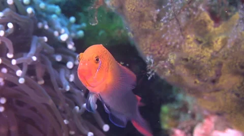 Male adult Lyretail dottyback territorial on mucky micro-bommie, Pseudochromis Stock Footage