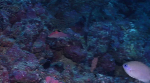 Cirrhilabrus Walindi Stock Footage Royalty Free Stock Videos Pond5