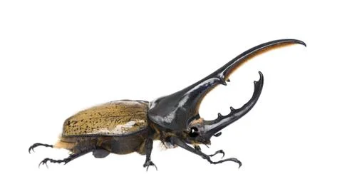 Male adulte Hercules beetle, Dynastes hercules, against white background, studio Stock Photos