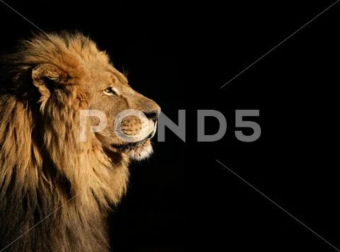 Male african lion on black Stock Photos