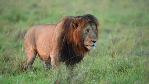 Male African Lion Kicking Grass Before Territorial Scent Marking in Maasai Mara Stock Footage 342691663