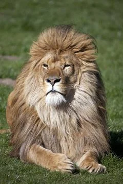 Male African Lion Stock Photos