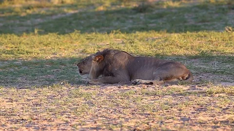 Male African Lion's vocalizations decrease as he returns to resting 库存影片 124719565