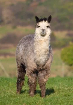 Male alpaca in farm field Stock Photos