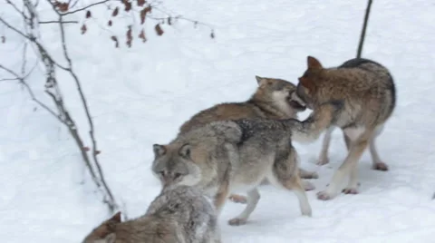 Male alpha wolf submits a lower-ranking wolf. Stock Footage 40626435