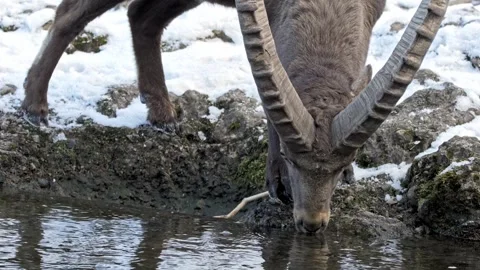 Male Alpine Ibex Drinking – 4K Cinematic Wildlife Видео 320831733