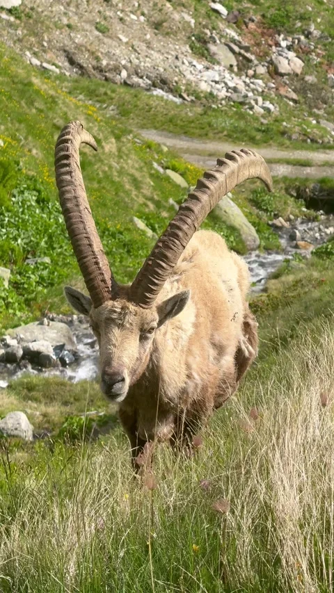 Male Alpine Ibex Looking Directly at Camera in High Mountain Meadow Stock Footage 342936335