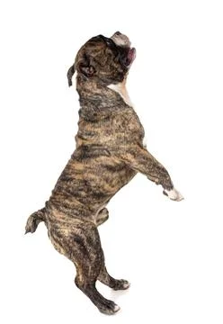 Male american bully Stock Photos