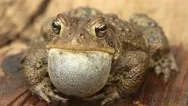 Male American Toad (Bufo Americanus) Stock Footage