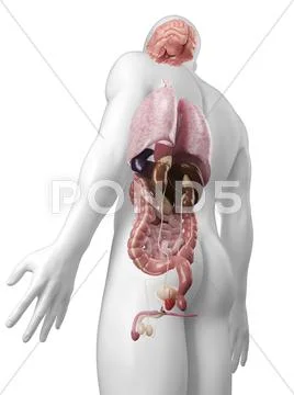 Male anatomy, artwork Stock Illustration