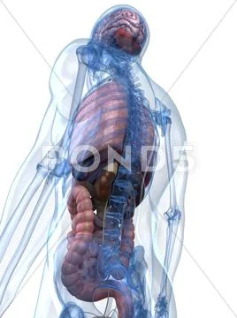 Male anatomy, artwork Stock Illustration