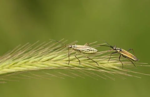 A male and female Grass Bug, Leptopterna dolabrata, perching on grass seeds. Stock Photos