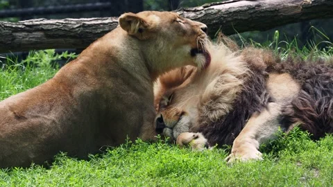 Male and female of Katanga Lion, Panther... | Stock Video | Pond5