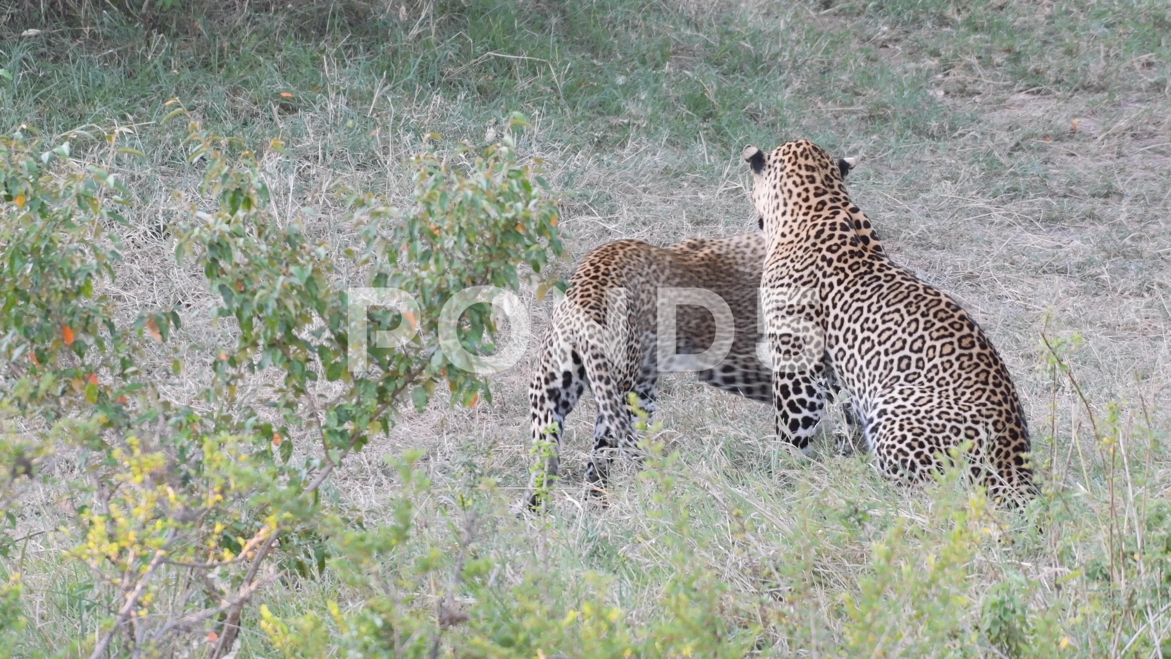 Leopard And Jaguar Mating