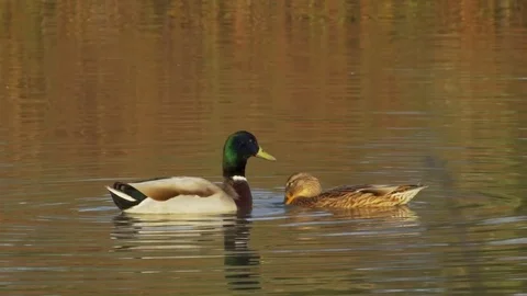 A male and a female mallard duck are performing Stock Footage
