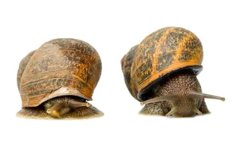 Male and female snails engage in a captivating competition against a pristine Stock Photos