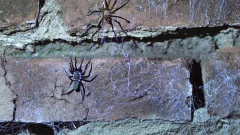 Male and female Southern crevice spider ... | Stock Video | Pond5