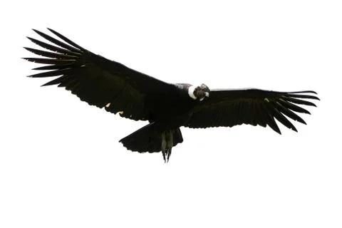 Male Andean Condor In Flight Shot In Highlands Of Ecuador Andes Mountain Against Stock Photos