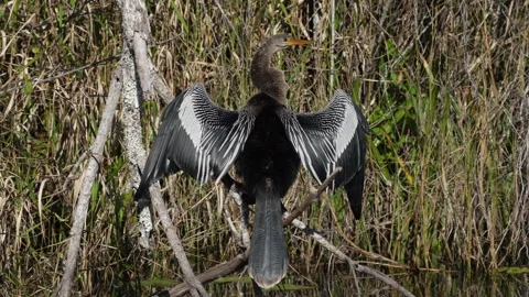 Male Anhinga Sunning Stock Footage 245645701