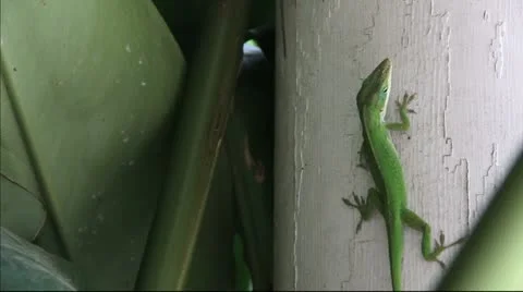 Male Anole Lizard Stock Footage 11144903