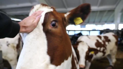 Male arm stroking muzzle of beautiful cow in paddock at milk factory. Hand of Видео 337052215