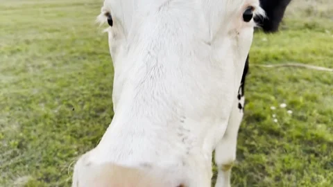 Male arm stroking muzzle of beautiful cow at green lawn. Hand of man petting pre Vídeo Stock 340349533