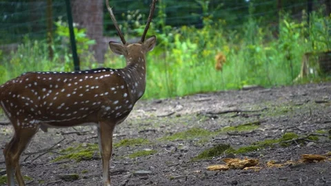 A male axis deer  Video stock 277225188